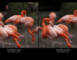 Audubon Zoo